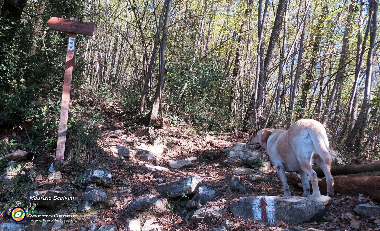 33 L'ultimo bivio, il cagnolone vuole salire dal sentiero più ripido..!!.JPG